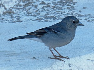 Adult male Blue Chaffinch - Fringilla teydea © John Muddeman